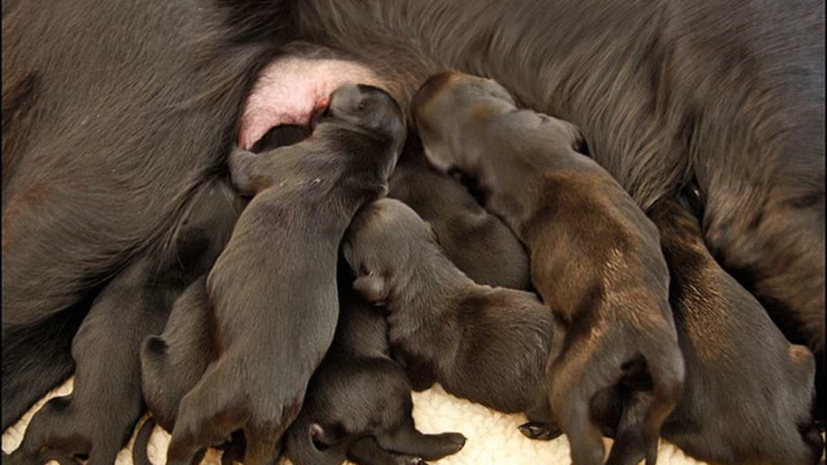 How To Breed Your Female Dog Successfully Pethelpful By Fellow Animal Lovers And Experts