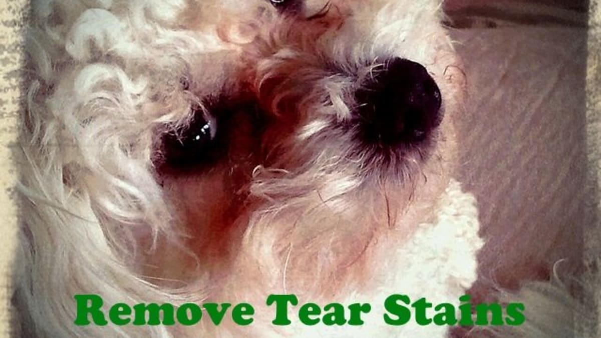 white dog eye stain