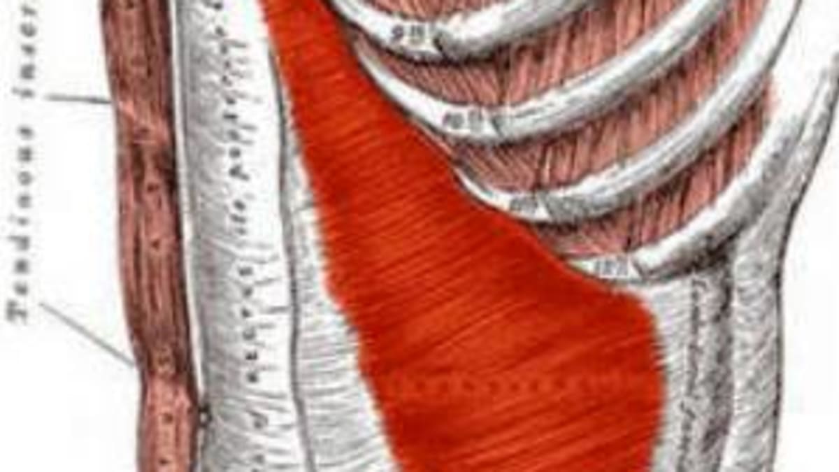 Transverse abdominal muscle