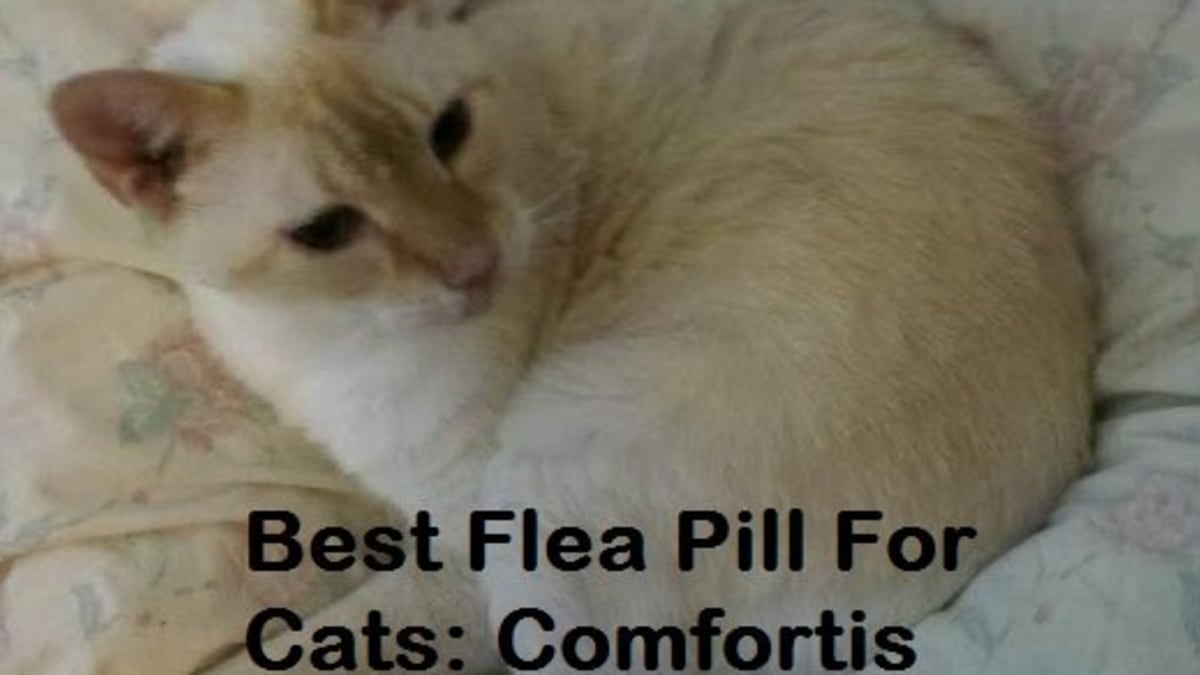 comfortis flea pill for cats