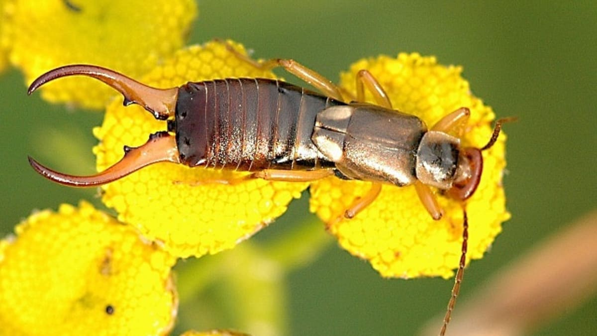 Earwigs Insect Facts Myths And Natural Pest Control Owlcation