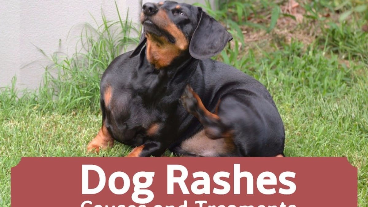 treatment for dog skin rash