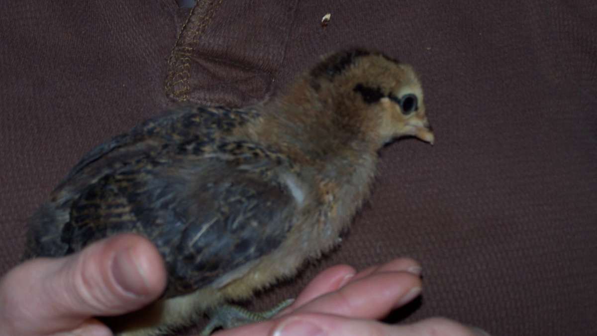 How To Write A Food Article Owlcation New releases and popular books, including dirt: how to write a food article owlcation