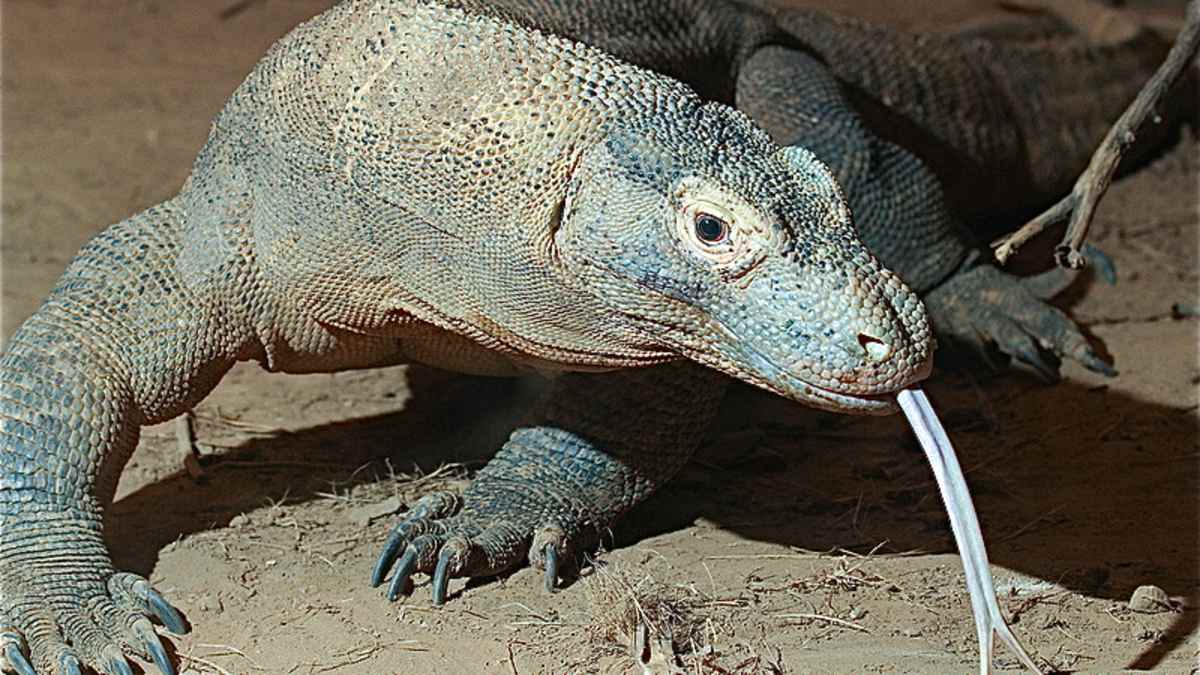 Komodo Bearded And Frilled Dragons Impressive Lizards Owlcation