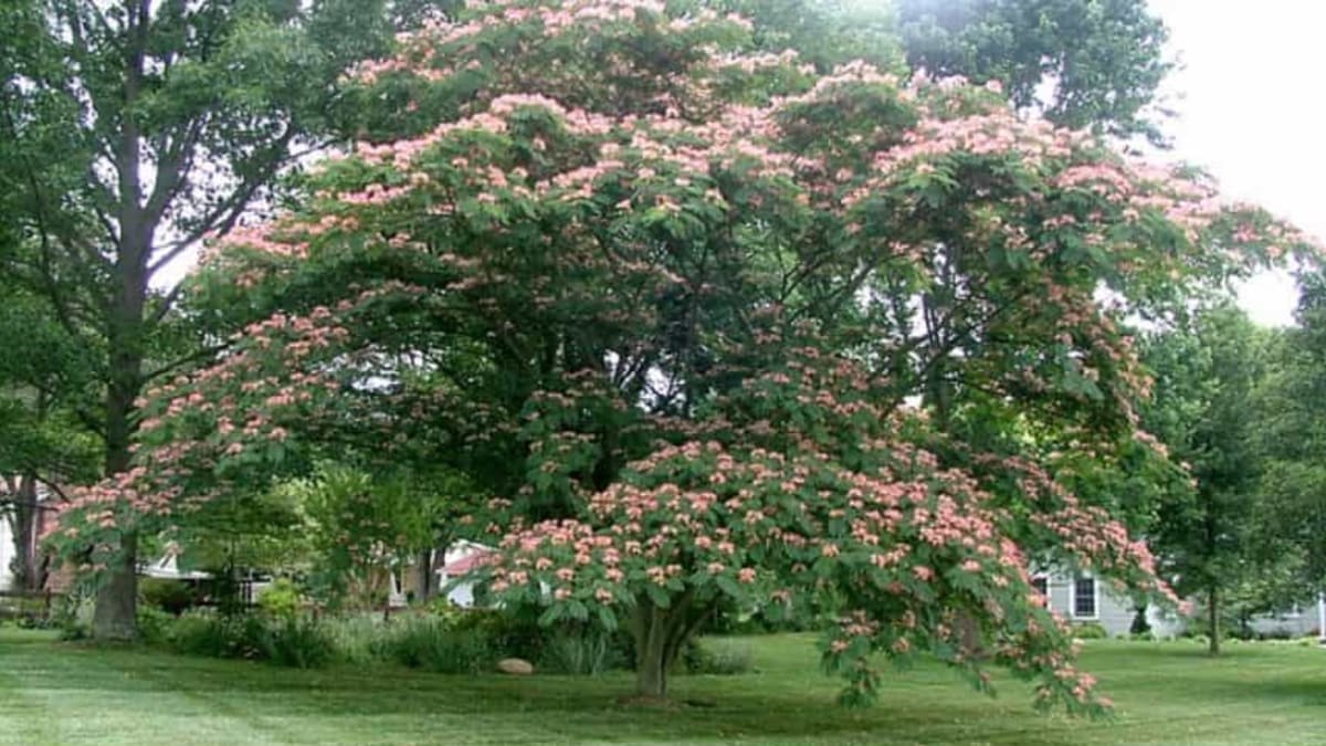 Facts About The Persian Silk Tree And Tips For Care Owlcation