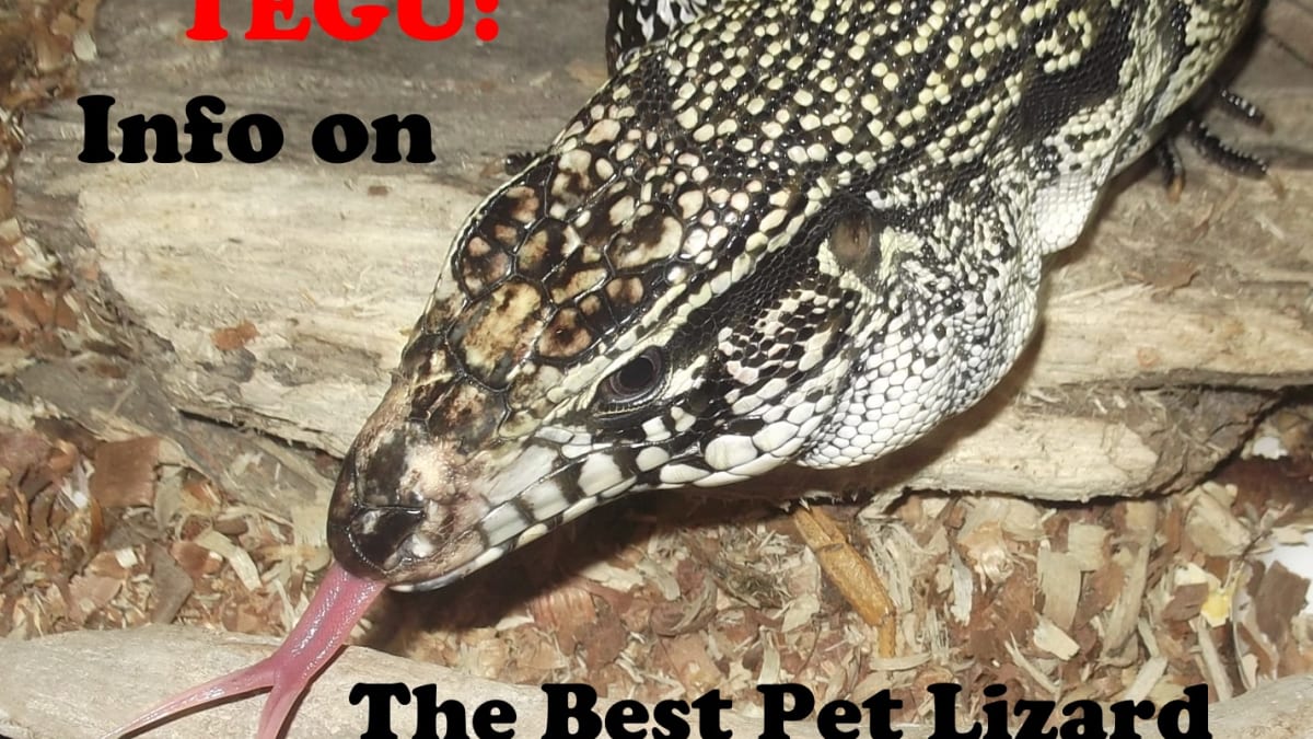 Why The Tegu Is The Best Pet Lizard Pethelpful