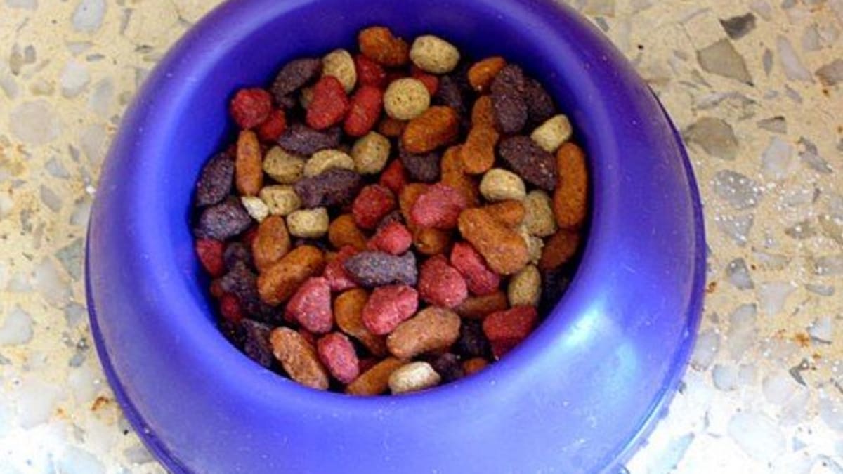 The Side Effects And Risks Of A Dog Eating Cat Food Pethelpful By Fellow Animal Lovers And Experts