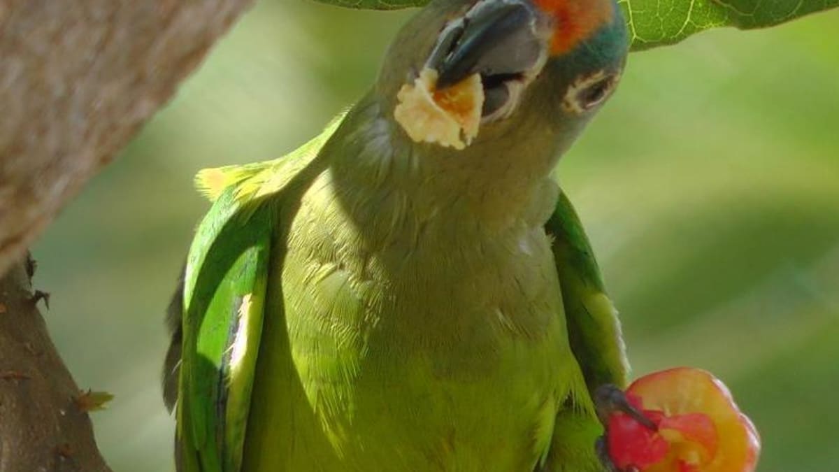 4 Best Ways To Exercise Your Parrot Pethelpful