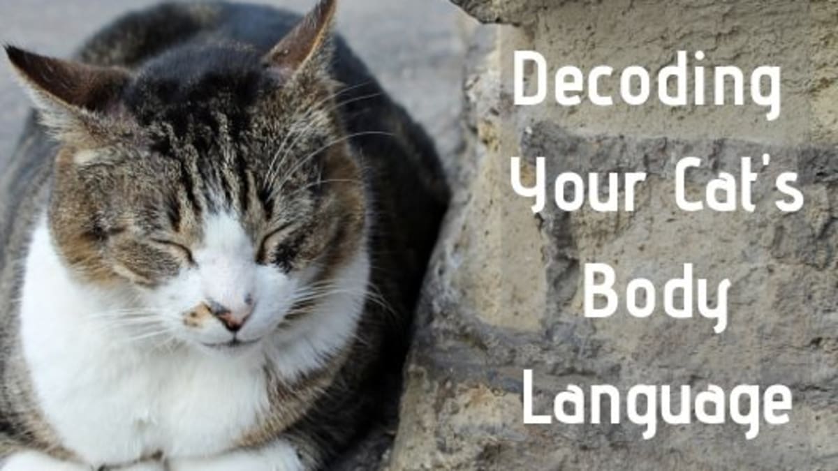 How To Decode Your Cat S Behavior Pethelpful