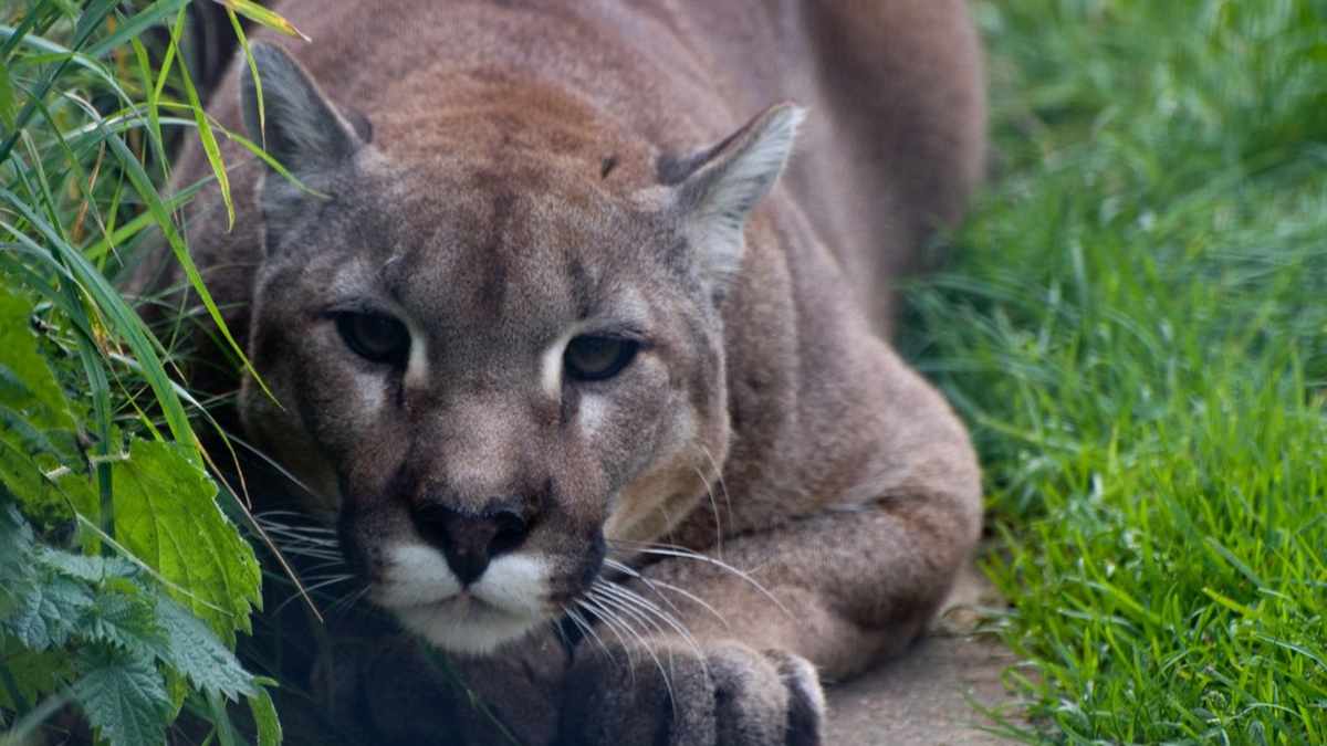 Owning A Pet Cougar Understanding The Hurdles And Risks Pethelpful