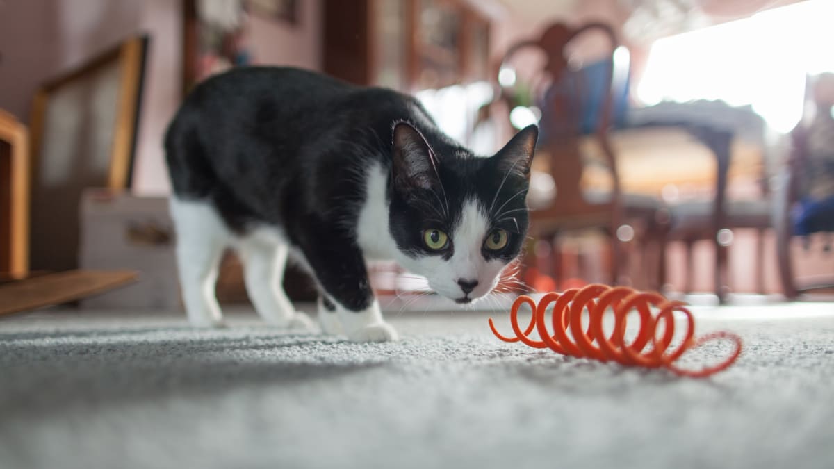 homemade cat toys for shelters