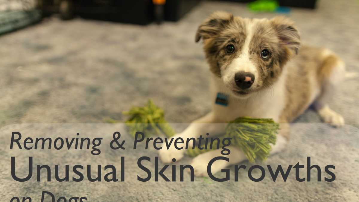 Swollen skin tag on dog Clearance