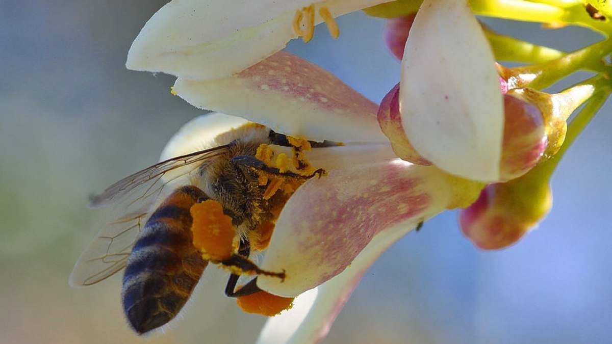 Fascinating Facts About Honey Bees 20 Questions With Answers Owlcation Education