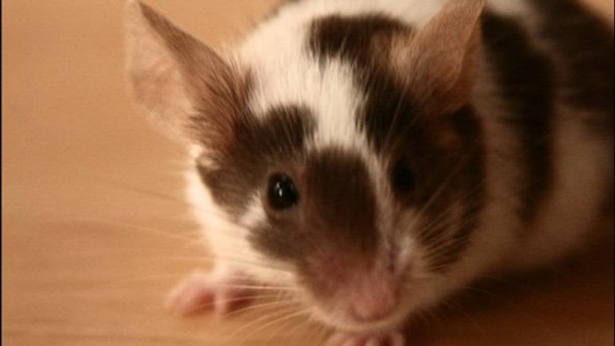 Health Problems In Pet Mice Pethelpful