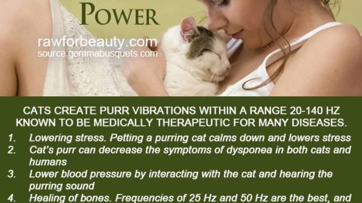 The Healing Power Of The Cat Pethelpful By Fellow Animal Lovers And Experts