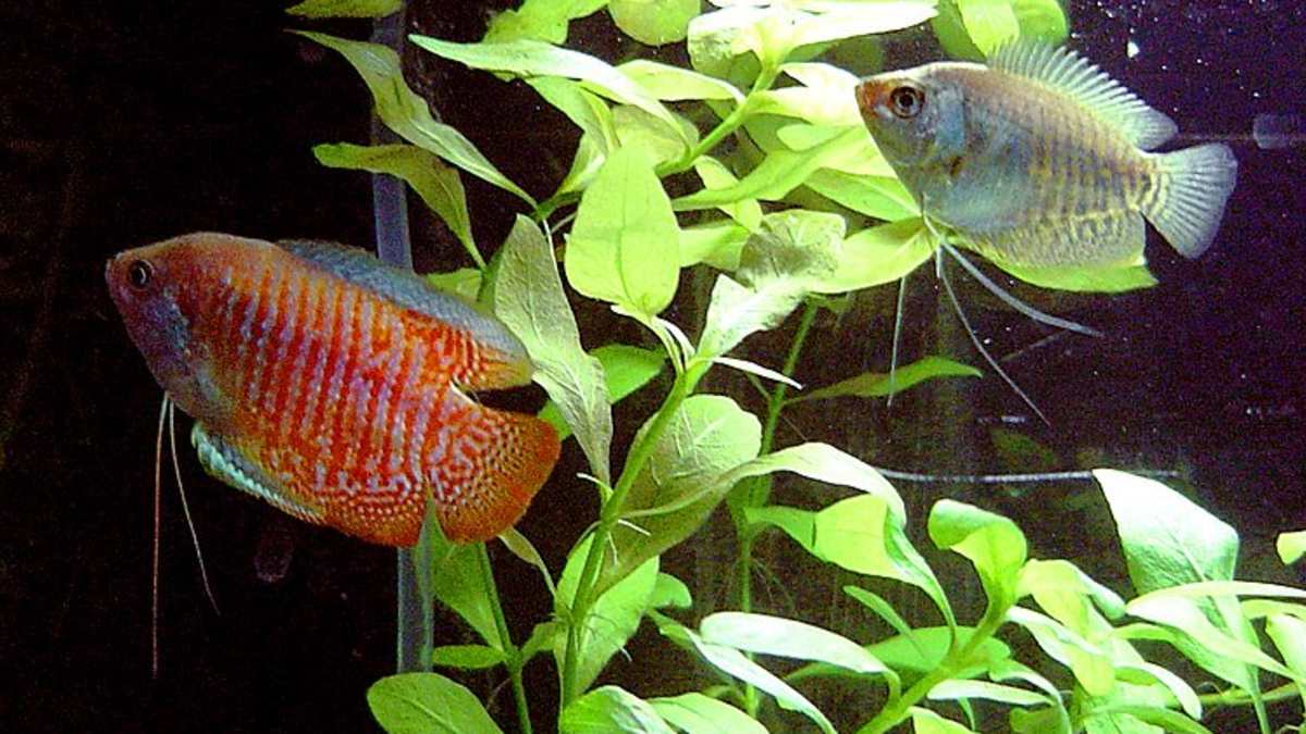 nearest pet fish store