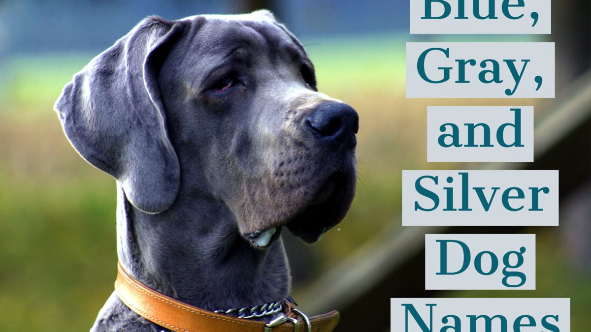 170+ Unique Names for Blue, Gray, and Silver Dogs - PetHelpful - By fellow animal lovers and experts 170+ Unique Names for Blue, Gray, and Silver Dogs - PetHelpful - By fellow animal lovers and experts