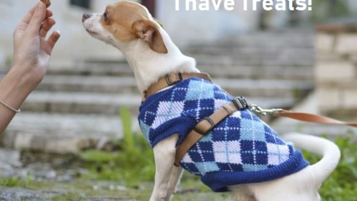 Help My Dog Only Listens To Me When I Have Treats Pethelpful Help My Dog Only Listens To Me When I Have Treats Pethelpful