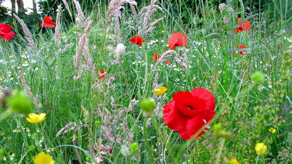 Poetry Analysis Grass Carl Sandburg And Break Of Day In The Trenches Isaac Rosenberg Owlcation Education Poetry Analysis Grass Carl Sandburg And Break Of Day In The Trenches Isaac Rosenberg Owlcation Education