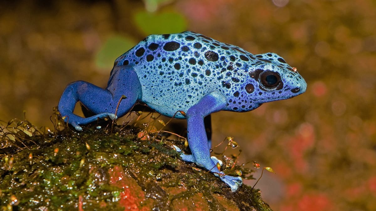 Six Colorful Frogs Interesting Facts About Attractive Amphibians Owlcation Education