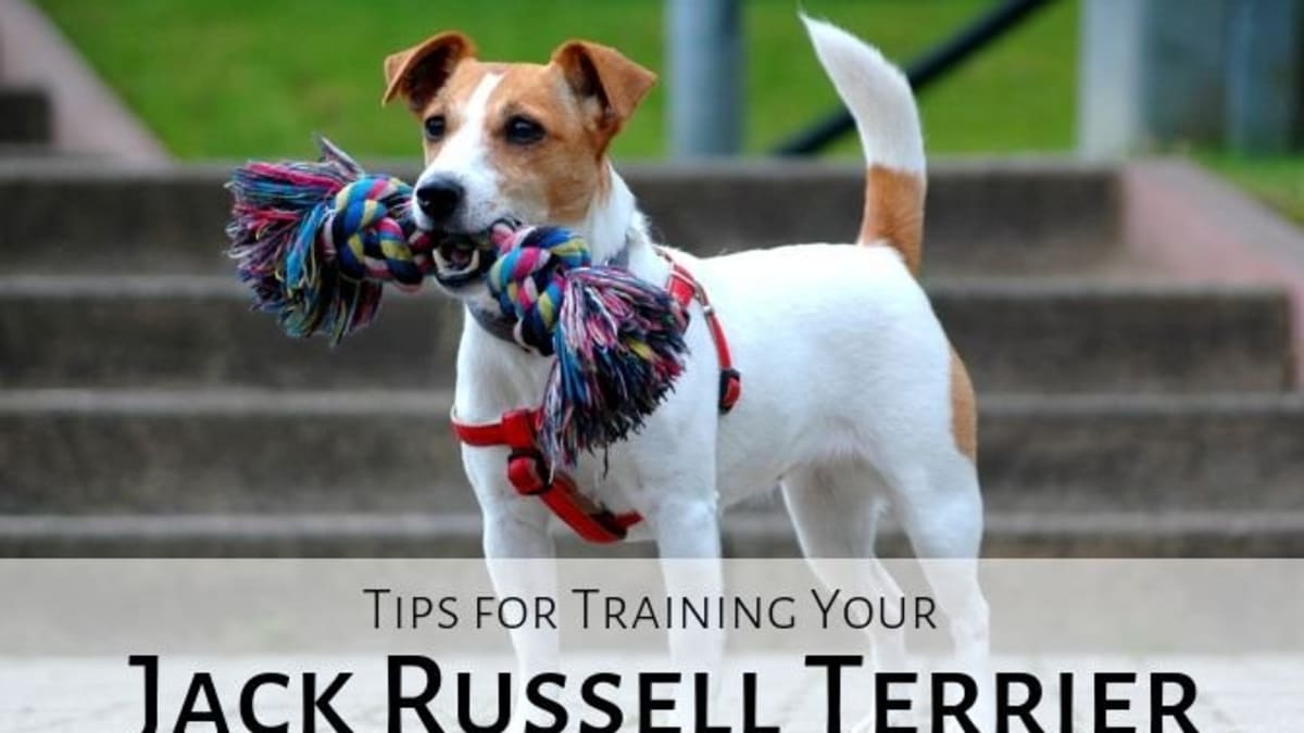 best harness for a jack russell