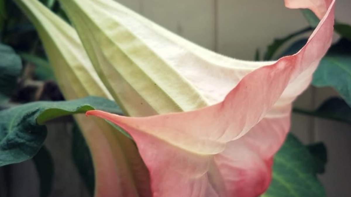 A List Of Tubular Flowers Hubpages