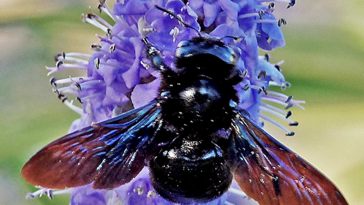 The Violet Carpenter Bee Xylocopa Violacea Hubpages