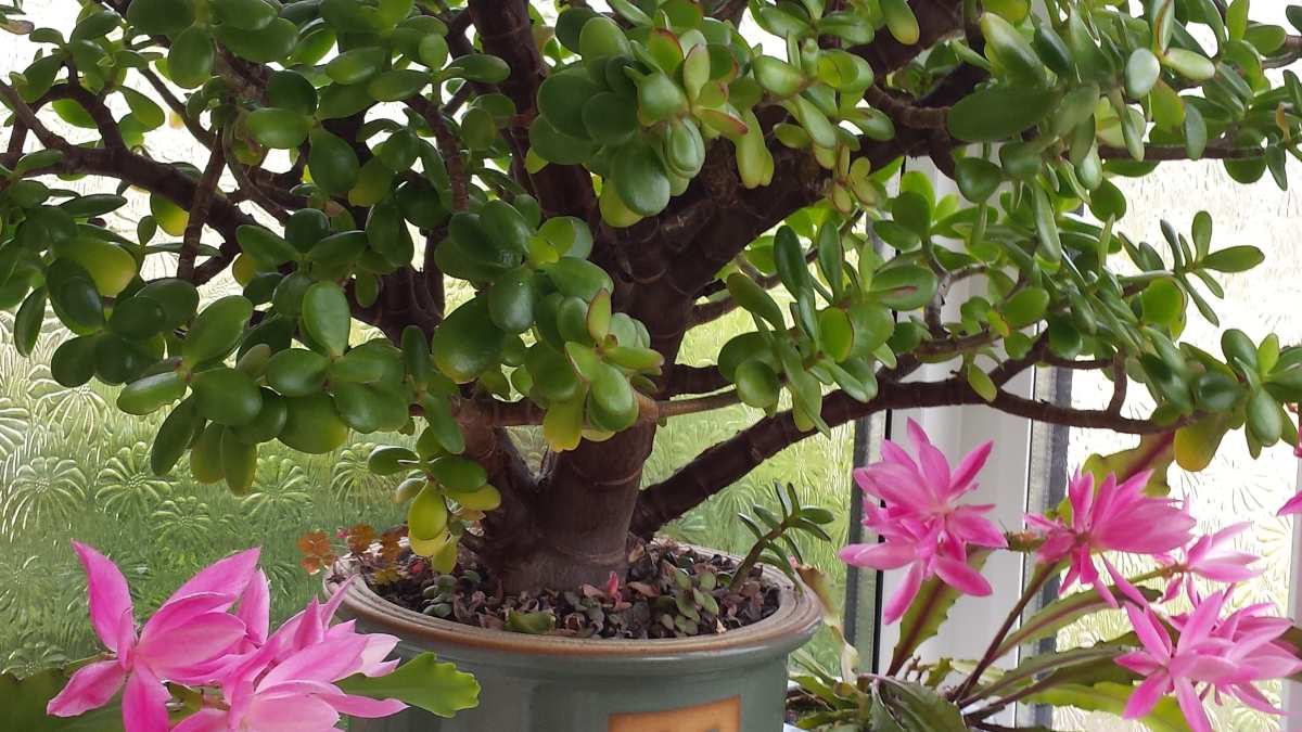 How to Grow and Look After a Money Tree Plant With Flowers - HubPages