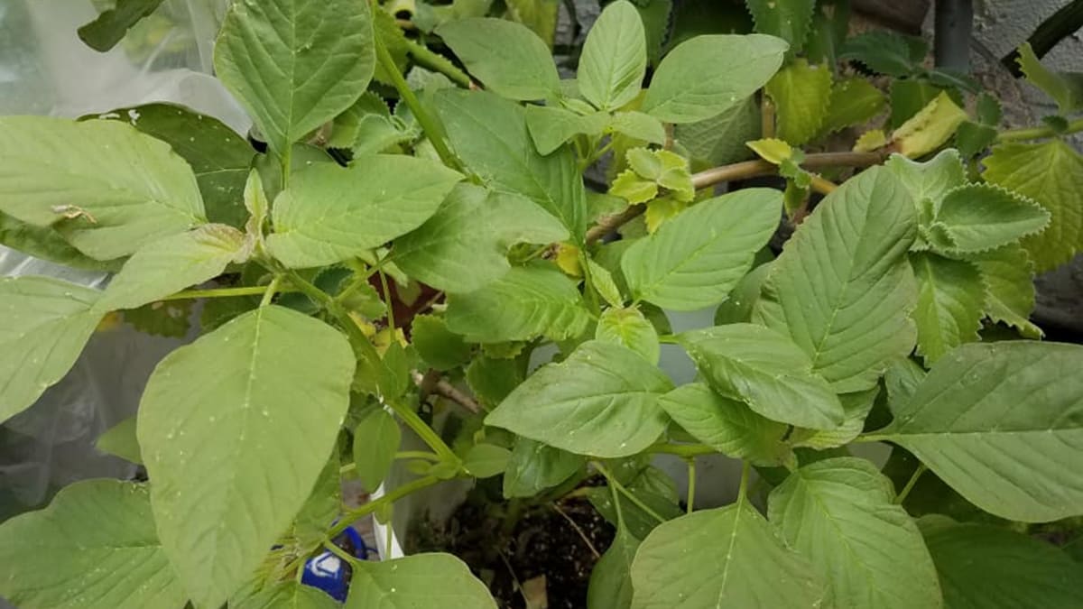 Amaranthus Dubius Kalunay Red Spinach Or Spleen Amaranth Hubpages