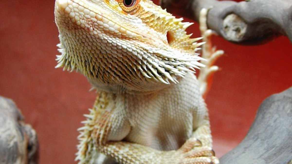 Citrus Bearded Dragons Hubpages