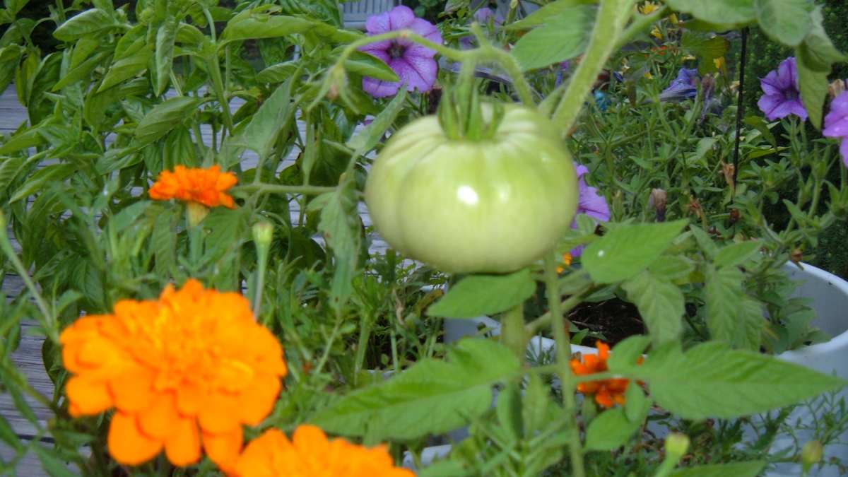 Companion Planting: Tomatoes, Marigolds, and Basil - HubPages