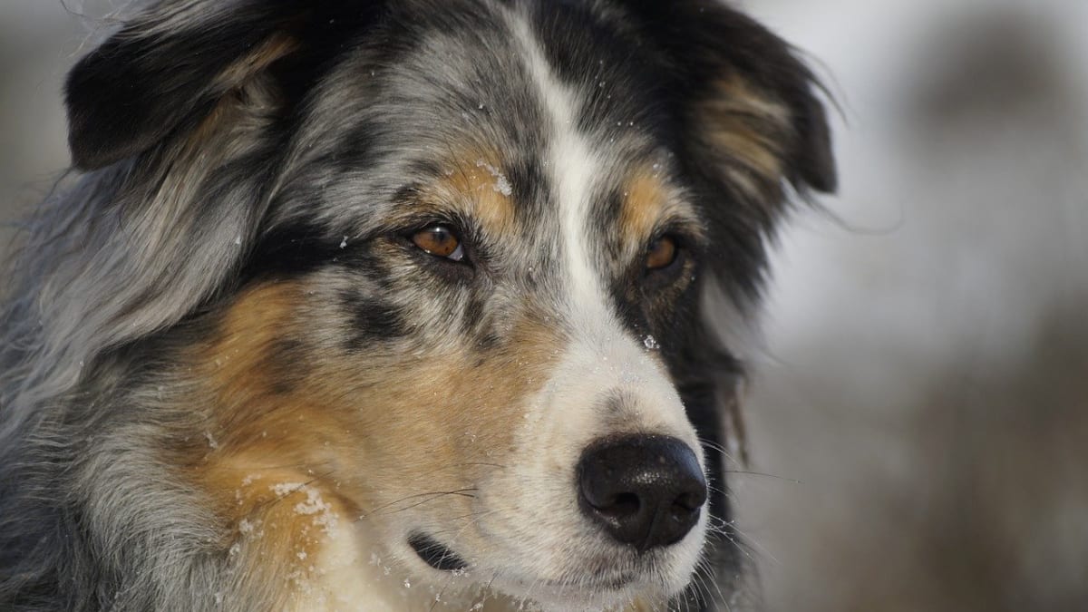 Australian Shepherd Great Pyrenees Mix Hubpages