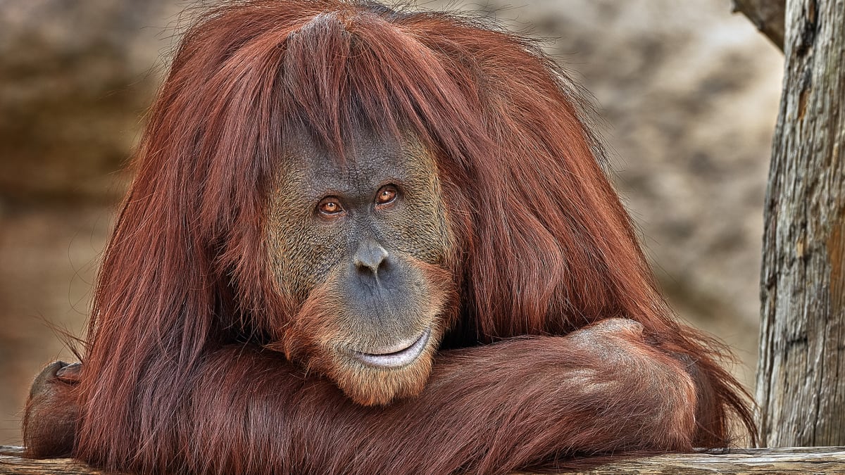 Orangután pénisz - Orgazmus merevedés nélkül