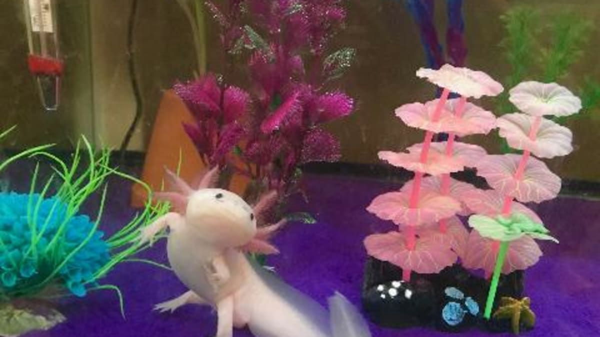 The Basics Of Axolotl Care Hubpages