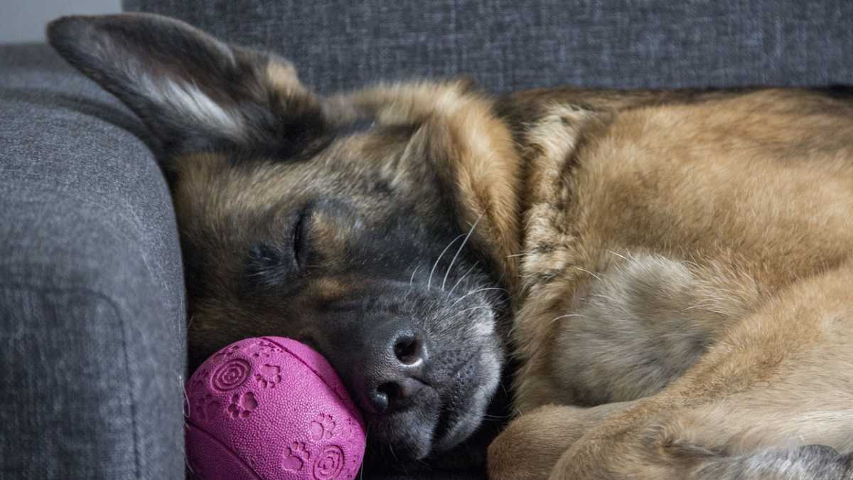 Toys for gsd Clearance