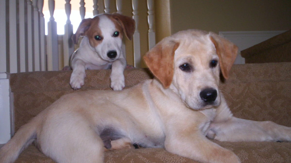 How To Get Your Dog To Stop Peeing In The Same Spot In Your House Pethelpful