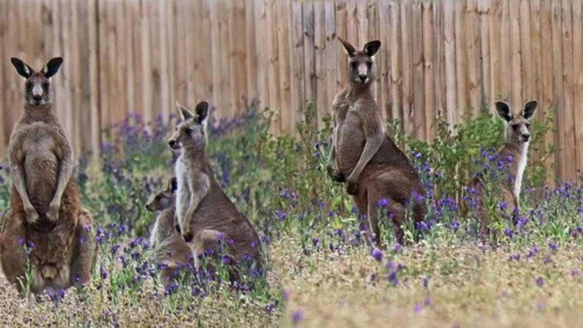 A Kangaroo Court Impeached President Donald J Trump Twice Hubpages