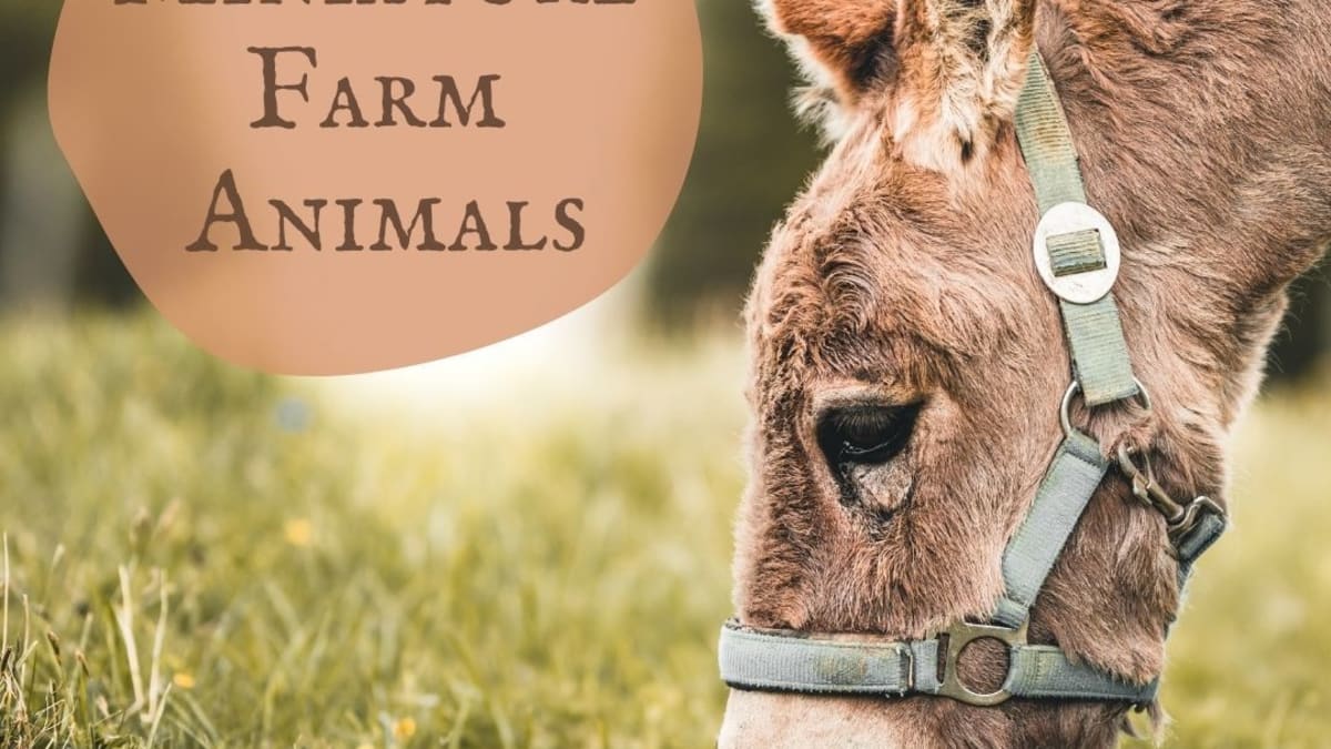 Mini Farm Animals 1 Dozen