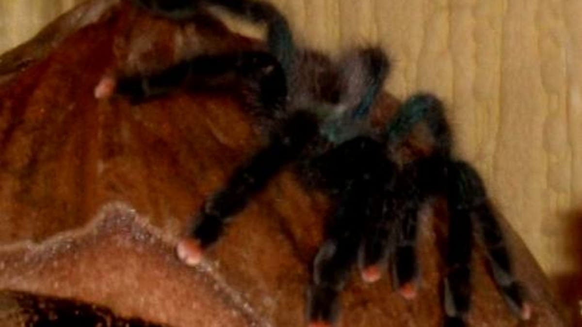 25 HQ Images Are Pink Toe Tarantulas Good Pets / Pink Toe Tarantula Avicularia Avicularia Care Sheet Updated