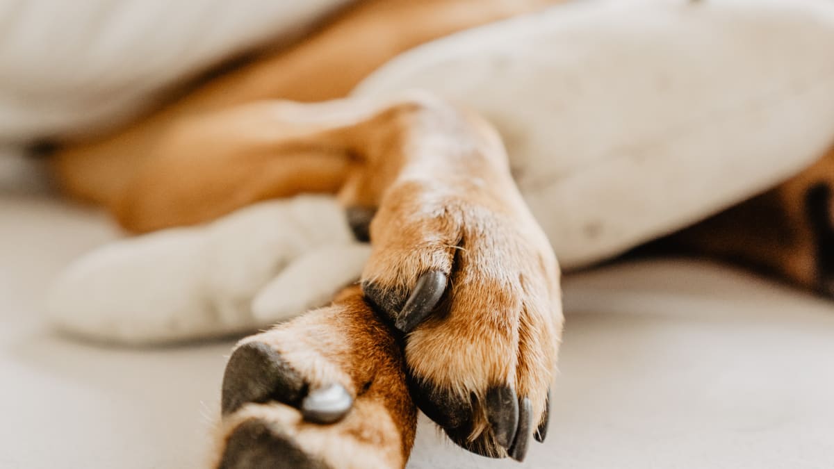 dog split pad on foot