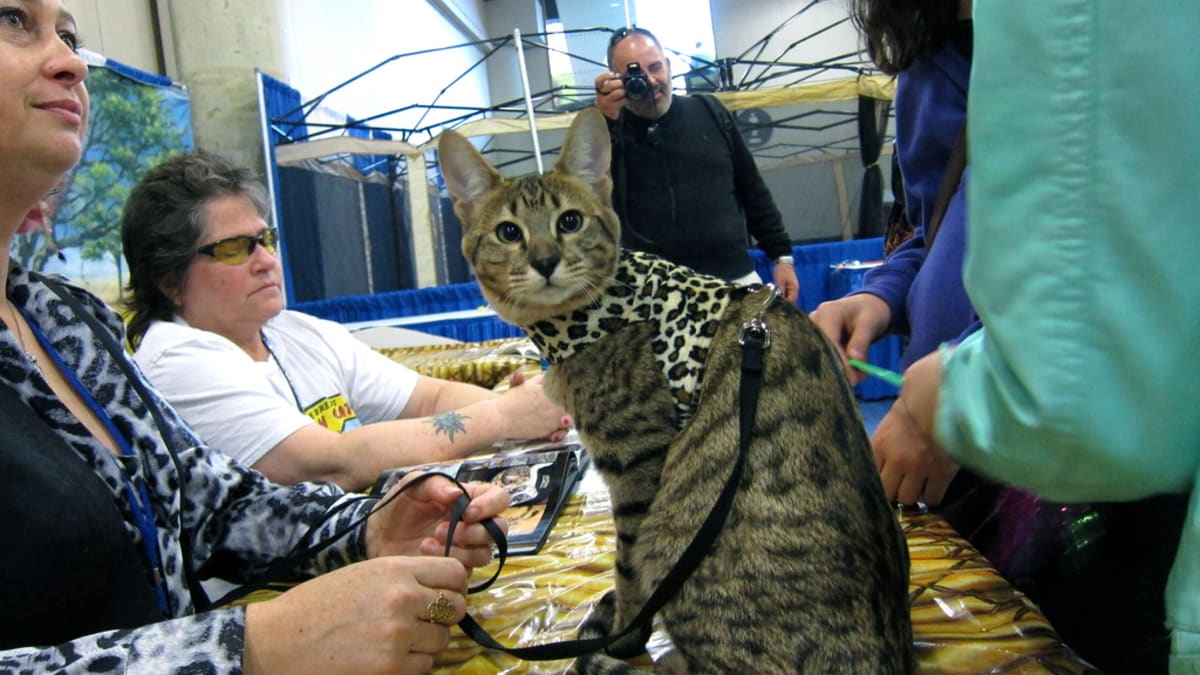 Serval Domesticated Wild Cats Exotic African Cat Escaped Its