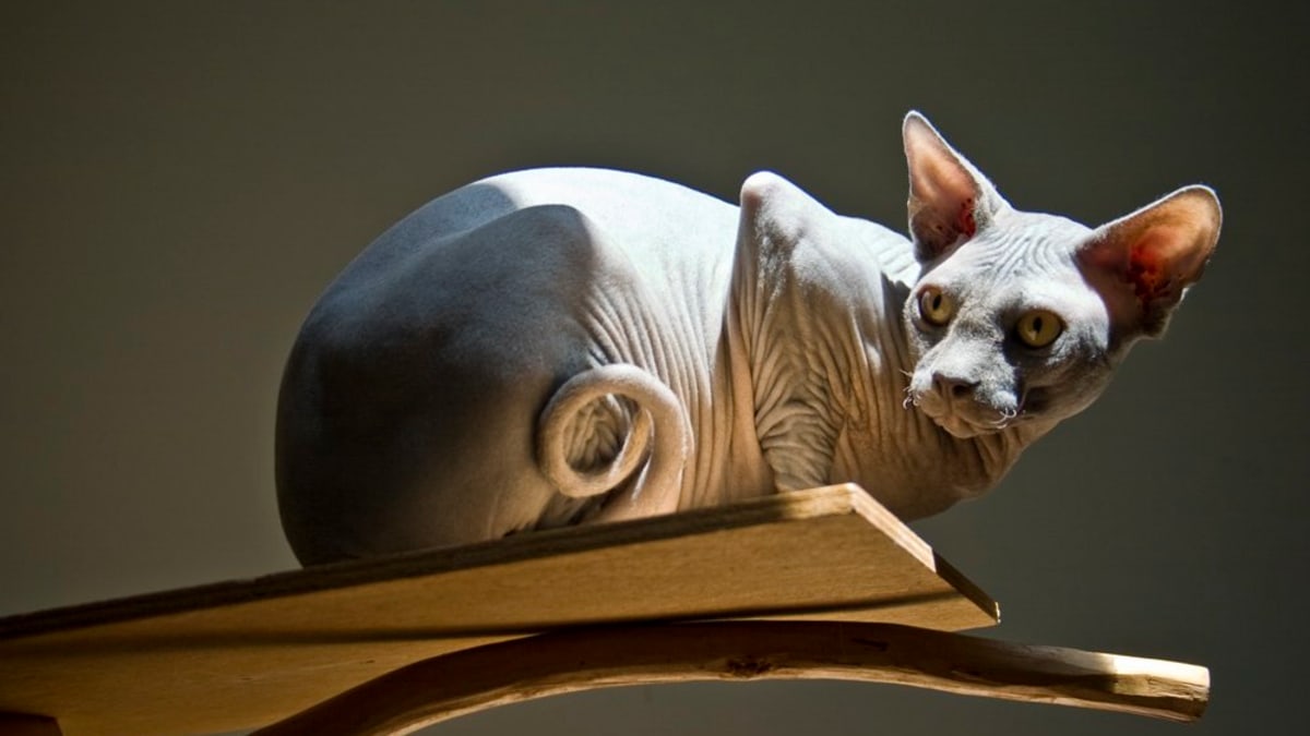 Sphynx Cats What You Should Know Before You Buy One Pethelpful By Fellow Animal Lovers And Experts