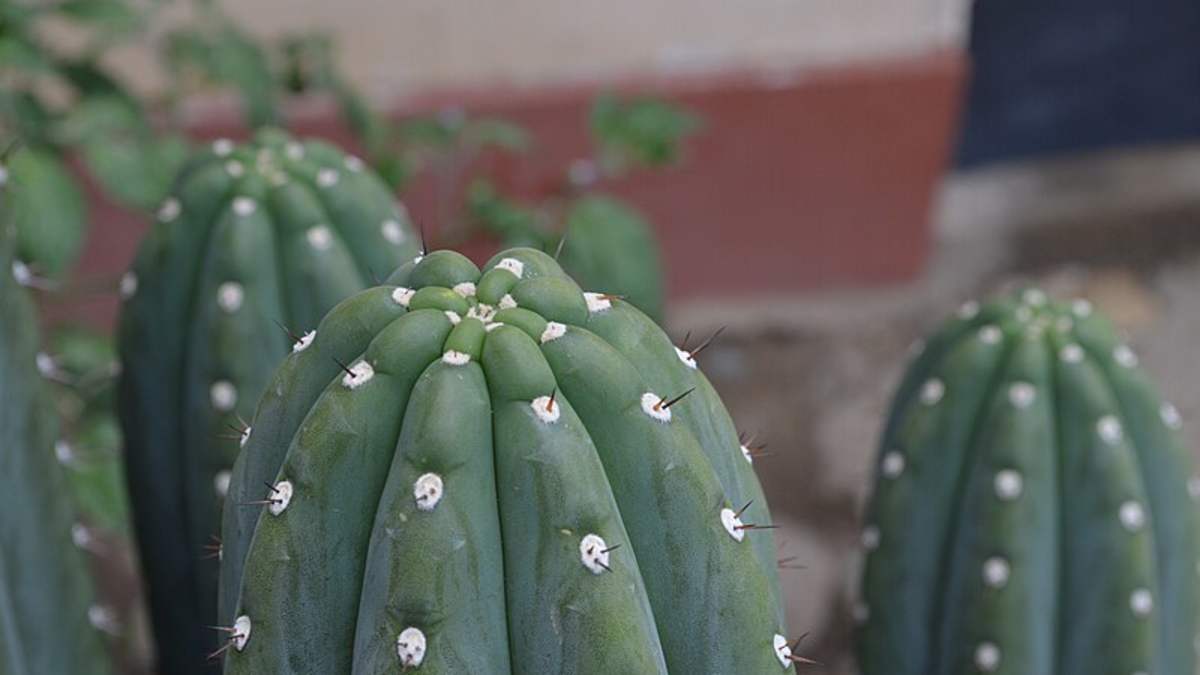 Where Can You Grow San Pedro Cactus? - HubPages