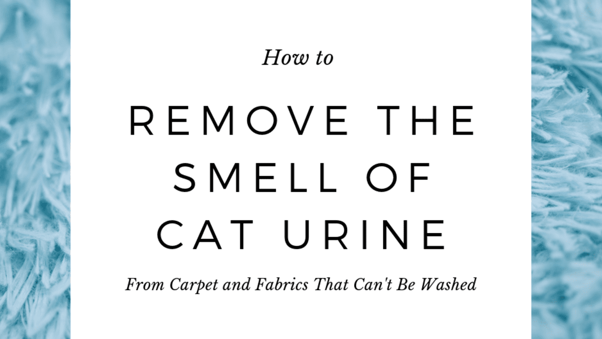remove cat pee
