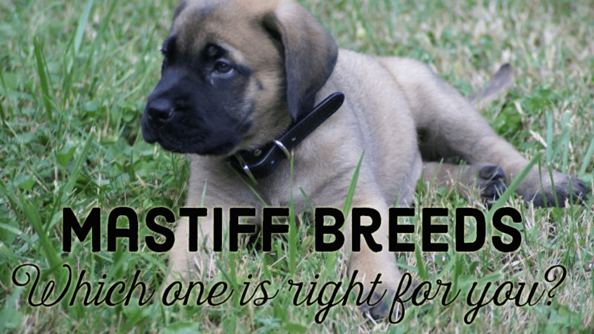 what types of mastiff breeds are there