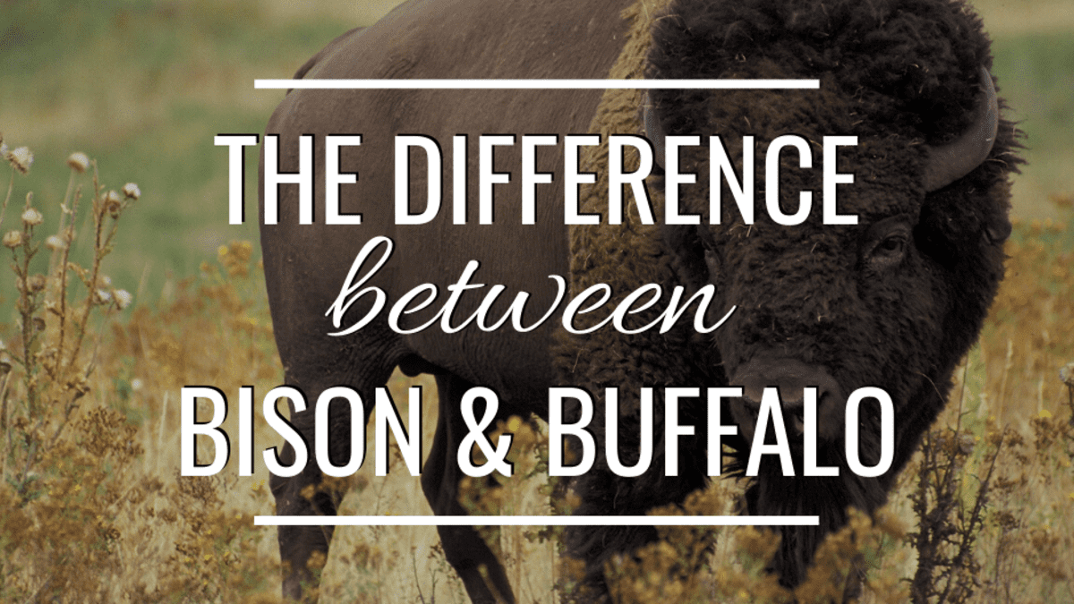 Bison vs. Buffalo—What's the Difference?