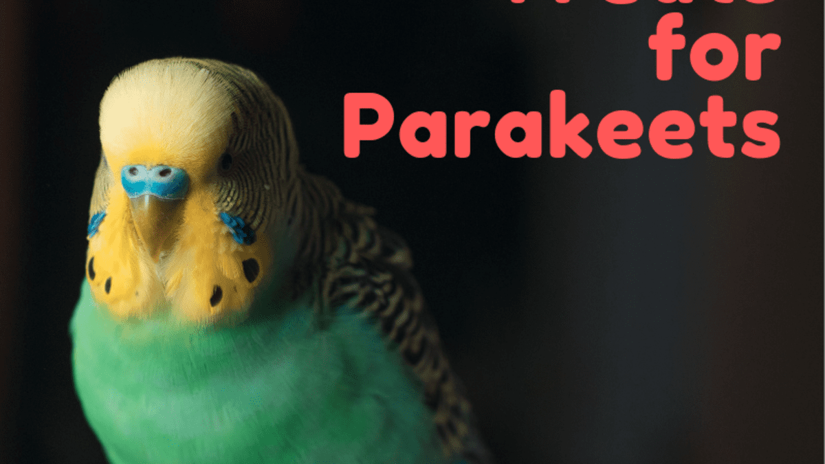 parakeet fruit treats