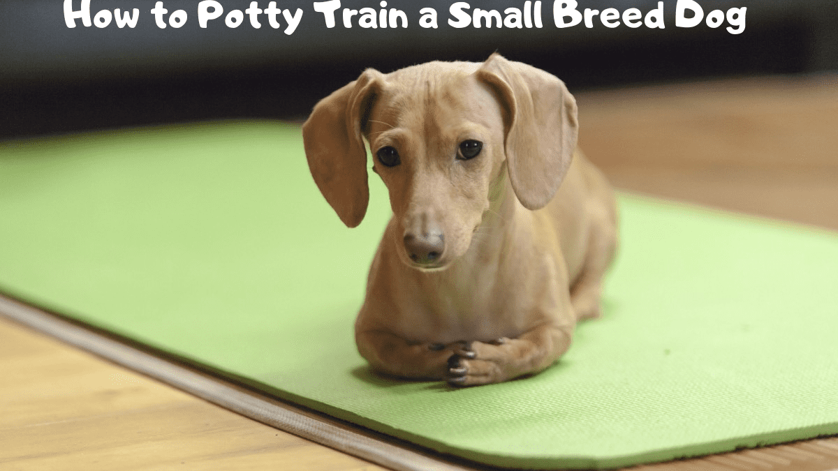 Potty Training Advice For Owners Of Small Breed Dogs Pethelpful