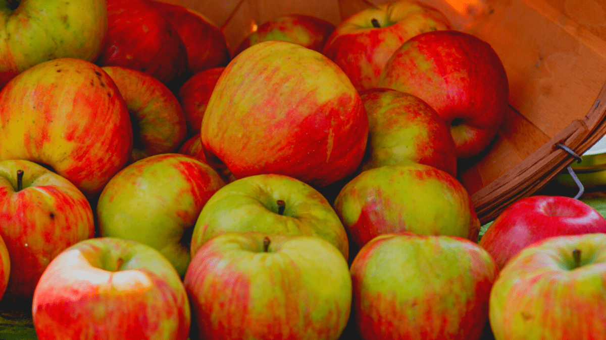 Cortland (apple) - Wikipedia