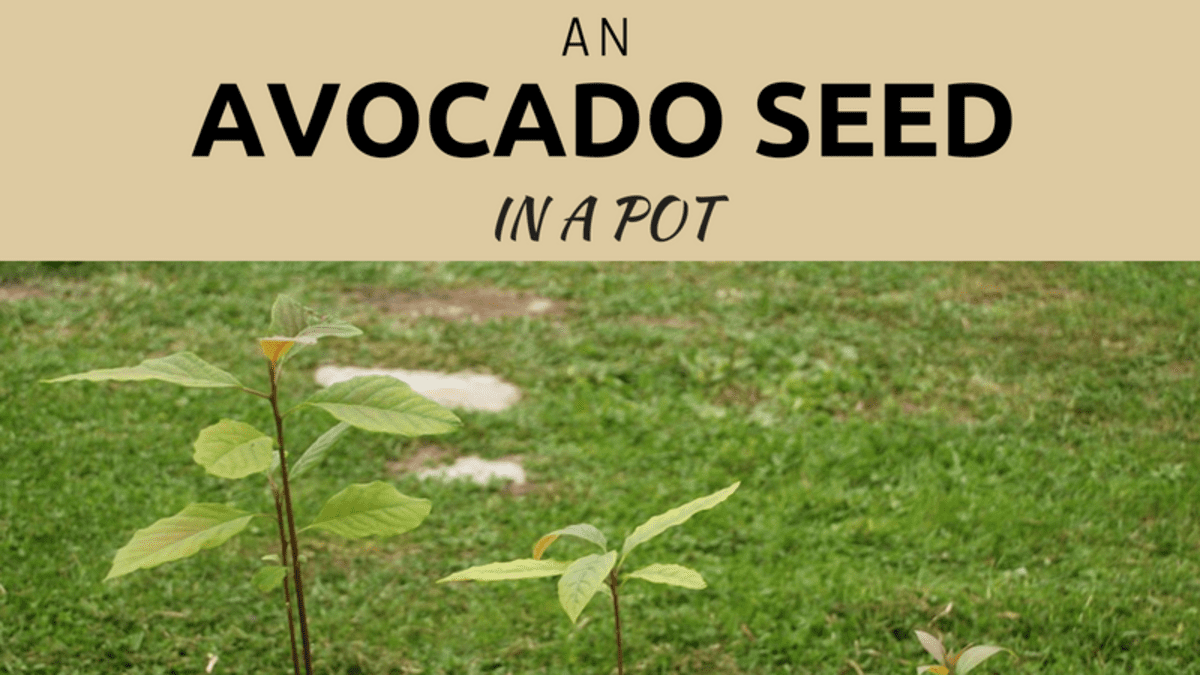 The Easiest Way To Plant And Grow An Avocado Seed In Soil Dengarden